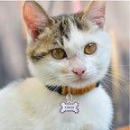 PetMark Custom Engraved Pet ID Tag